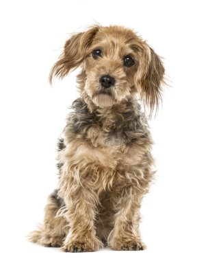 beyaz izole oturma, köpek crossbreed
