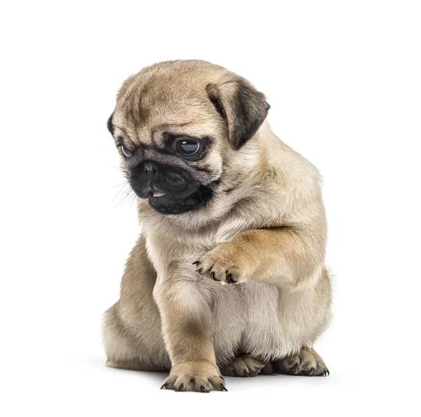 Köpek oynama, üzerinde beyaz izole pug — Stok fotoğraf