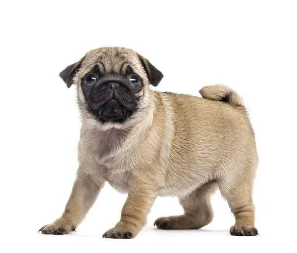 Pug köpek yavrusu ayakta, üzerinde beyaz izole