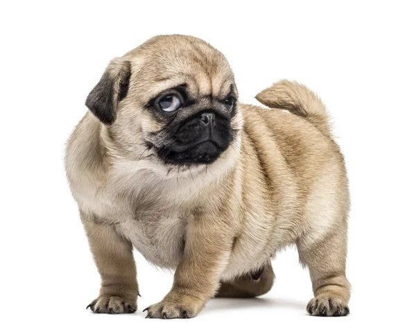 Pug köpek yavrusu ayakta, üzerinde beyaz izole
