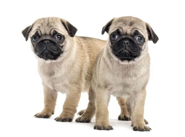 Pug puppies side by side, isolated on white — Stock Photo, Image