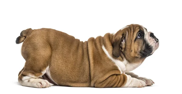 Englische Bulldogge Welpe liegend, aufblickend, isoliert auf weiß — Stockfoto