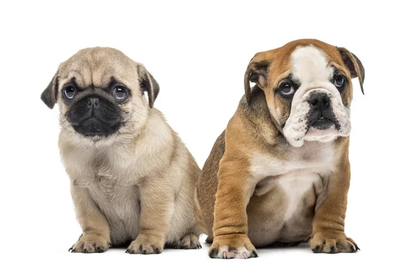 Chiots du carlin et du bulldog anglais côte à côte, isolés sur blanc — Photo