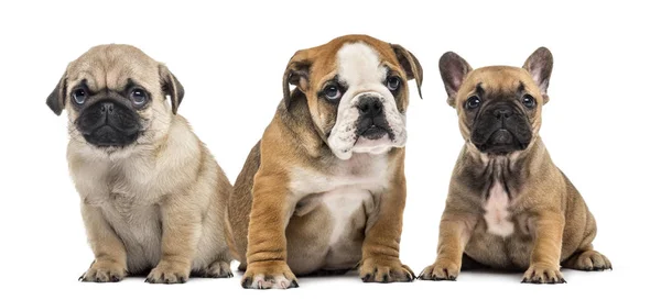 Три щенка бок о бок, изолированные на белом — стоковое фото