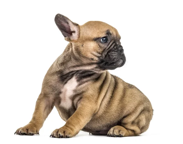 Bulldog köpek yavrusu geriye doğru üzerinde beyaz izole arıyorsunuz