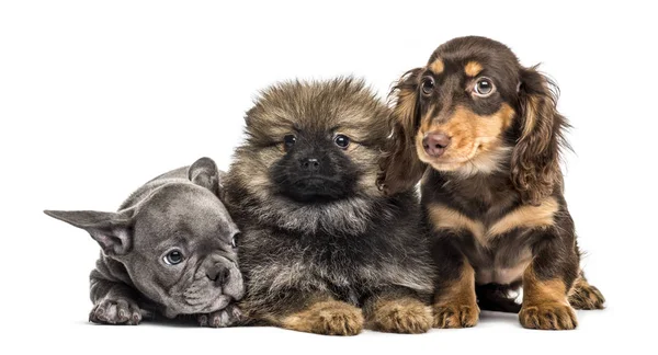 Drie puppies naast elkaar, geïsoleerd op wit — Stockfoto