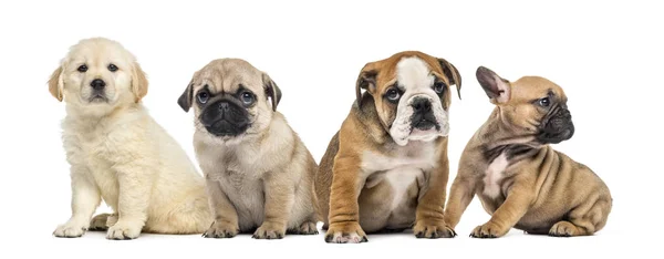 Cuatro cachorros sentados, aislados en blanco —  Fotos de Stock