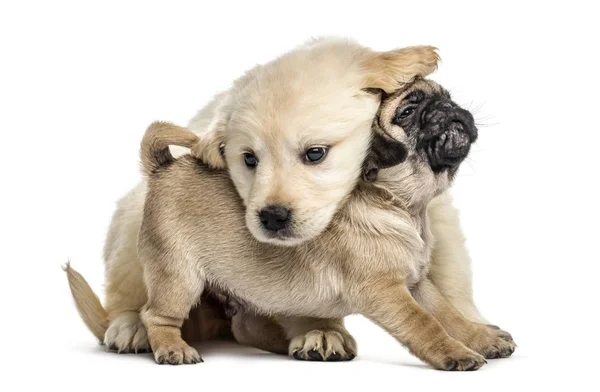 Retriever and pug puppies playing together, isolated on white — Stock Photo, Image