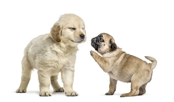 Retriever y cachorros de pug jugando juntos, aislados en blanco — Foto de Stock