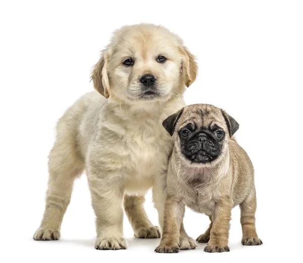 Retriever en pug puppies staan, geïsoleerd op wit — Stockfoto