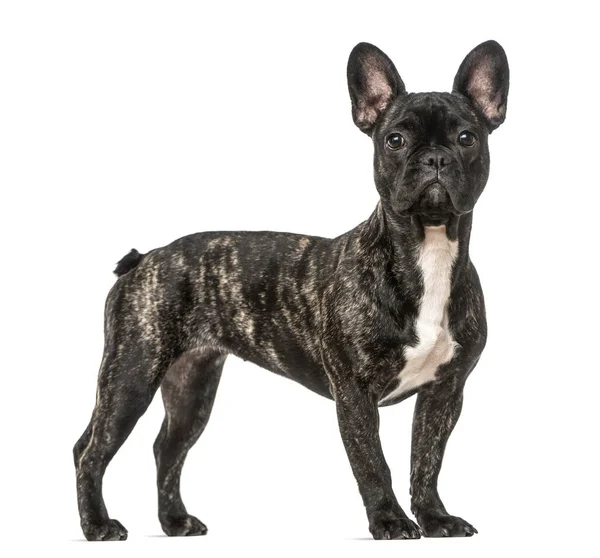 Bulldog francés de pie, aislado en blanco — Foto de Stock