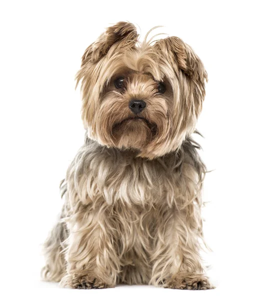 Yorkshire Terrier sitting, isolated on white — Stock Photo, Image