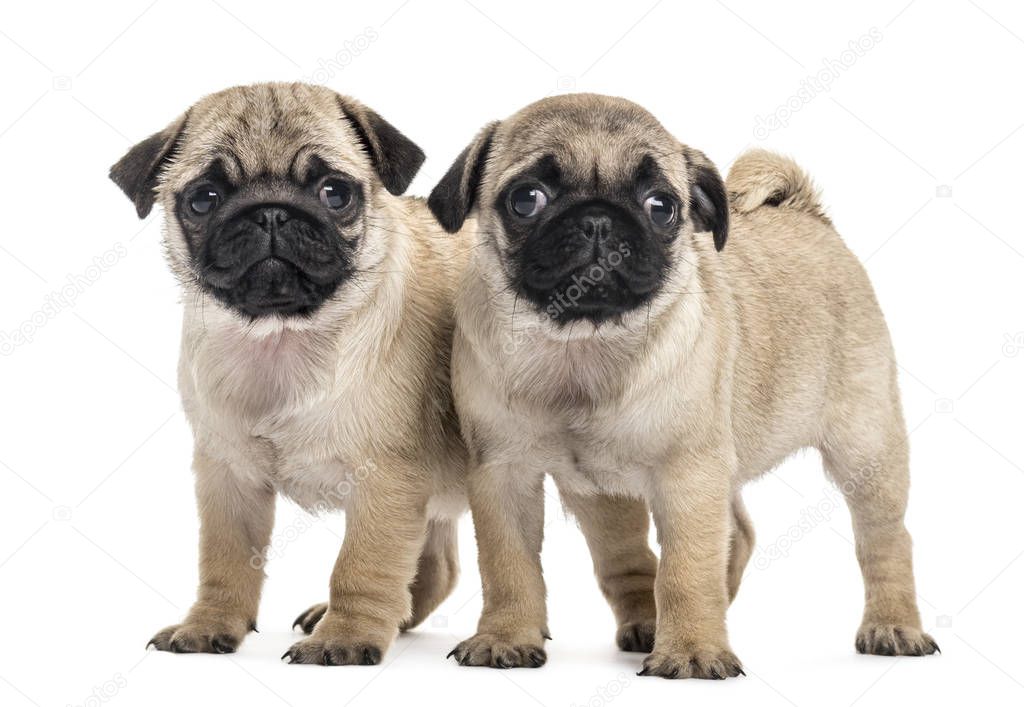 Pug puppies side by side, isolated on white