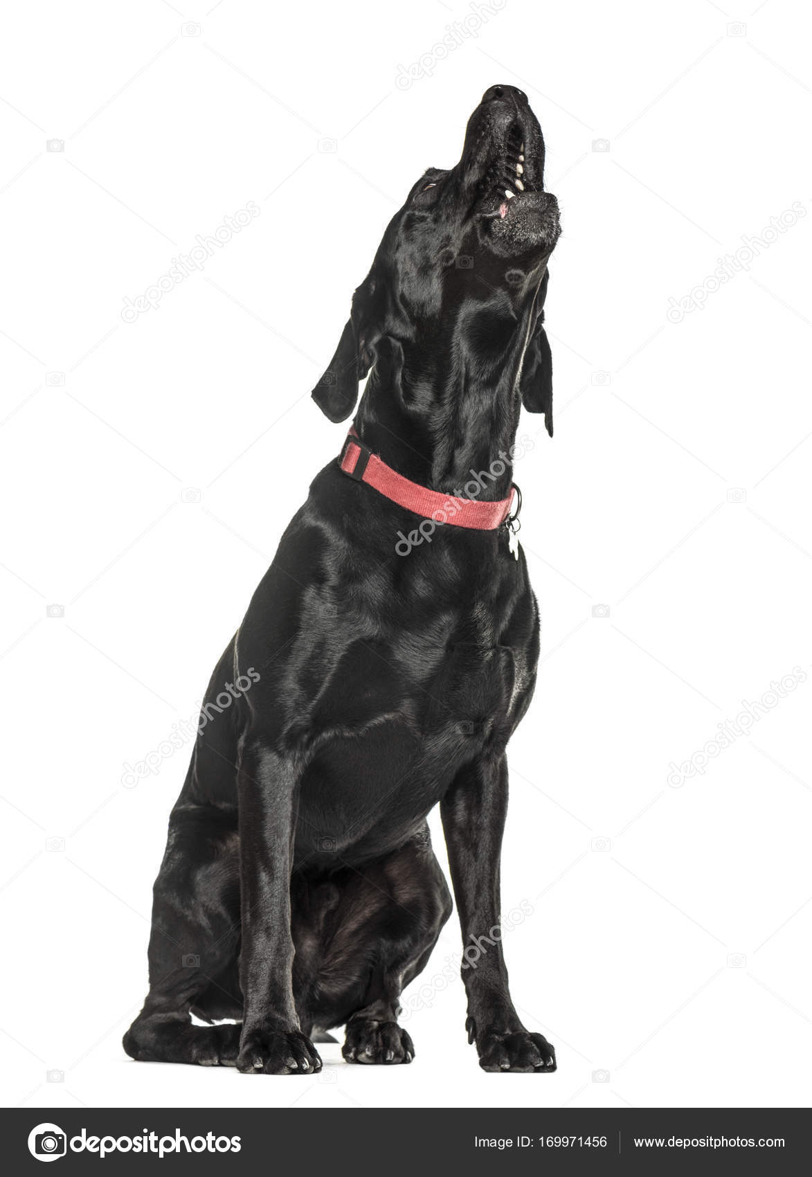 great dane howling