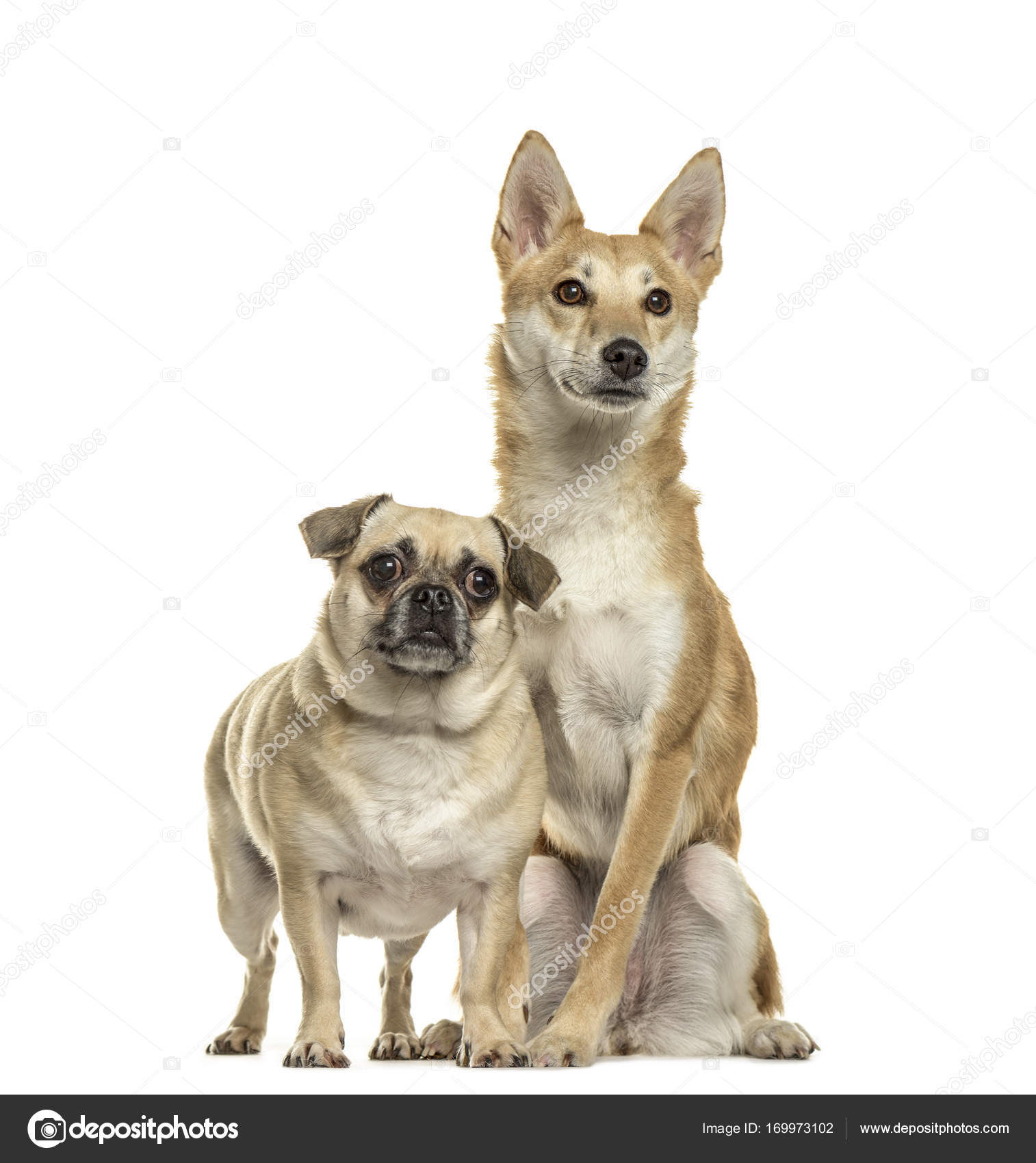 Pug And Shiba Inu Side By Side Isolated On White Stock