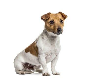 Jack Russell Terrier oturmuş, üzerinde beyaz izole