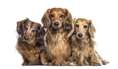 Dachshund köpekler yan yana oturan, üzerinde beyaz izole