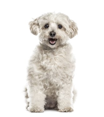 Oturmuş, üzerinde beyaz izole beyaz havanese