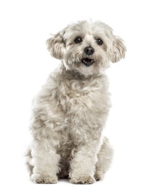 Oturmuş, üzerinde beyaz izole beyaz havanese
