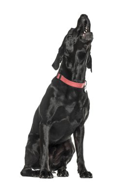 Cane corso inleyen, izole üzerinde beyaz