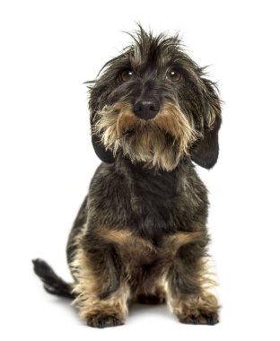 Dachshund otururken, beyaz izole