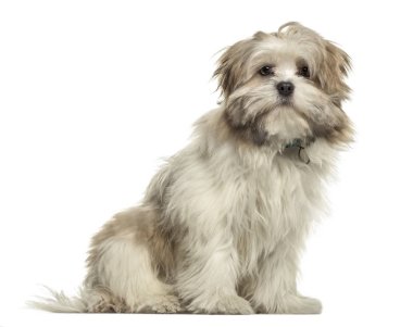 Lhasa apso oturmuş, üzerinde beyaz izole