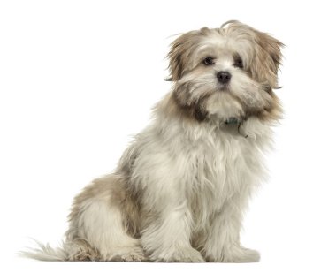 Lhasa apso oturmuş, üzerinde beyaz izole