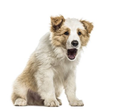 Kenar kömür ocağı köpek yavrusu oturma ağzı açık, üzerinde beyaz izole