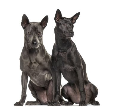Beyaz izole Rodezya ridgeback oturma yan yana