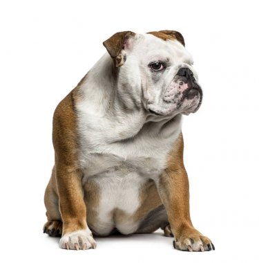 İngilizce oturmuş, üzerinde beyaz izole Bulldog