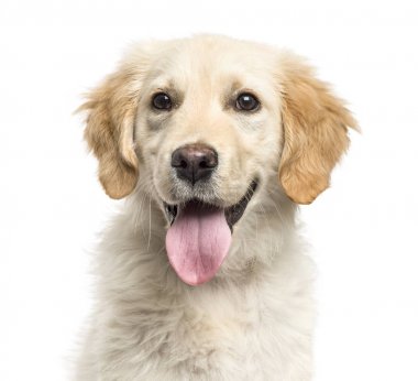 Nefes nefese, izole üzerinde beyaz bir golden Retriever Close-Up