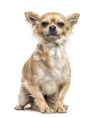 otururken, chihuahua üzerinde beyaz izole