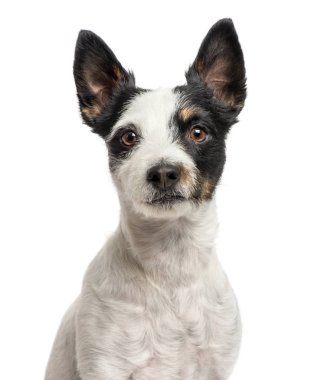 Beyaz izole bir jack Russell, yakın çekim