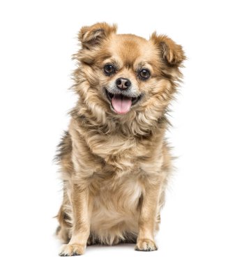 Chihuahua oturma ve nefes nefese, izole üzerinde beyaz