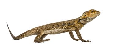 Beyaz izole bir sakallı Ejder, yan görünüm