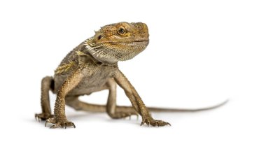 Sakallı Ejder ayakta, üzerinde beyaz izole