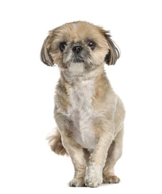 Lhasa apso ayakta, üzerinde beyaz izole