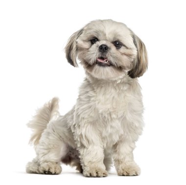 Shih tzu oturan ve üzerinde beyaz izole kuyruk sallama