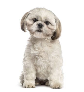 Shih tzu oturmuş, üzerinde beyaz izole