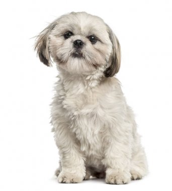 Shih tzu oturmuş, üzerinde beyaz izole