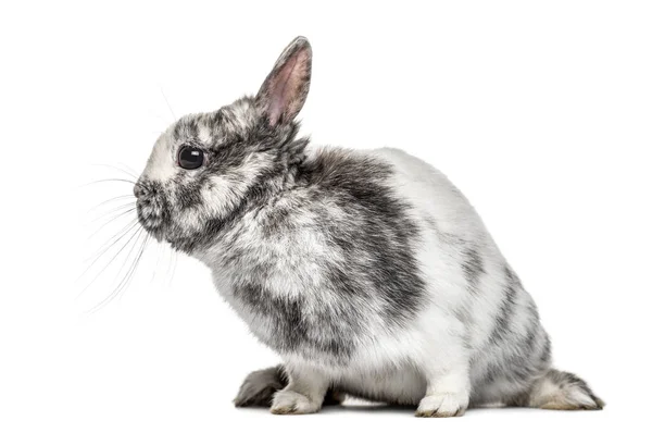 Conejo enano blanco y gris, aislado sobre blanco — Foto de Stock