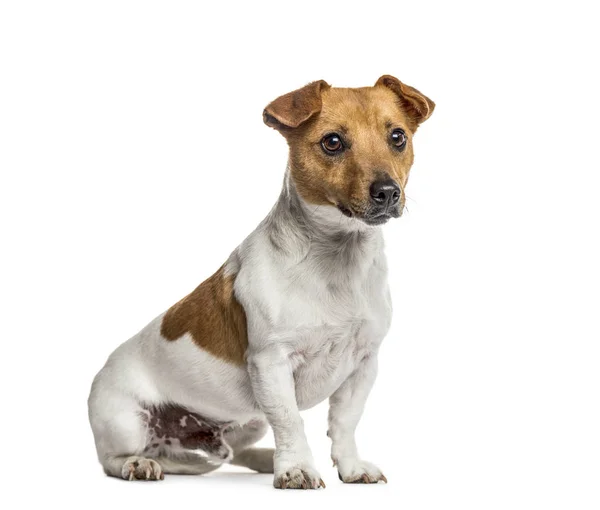 Jack Russell Terrier ül, elszigetelt fehér — Stock Fotó