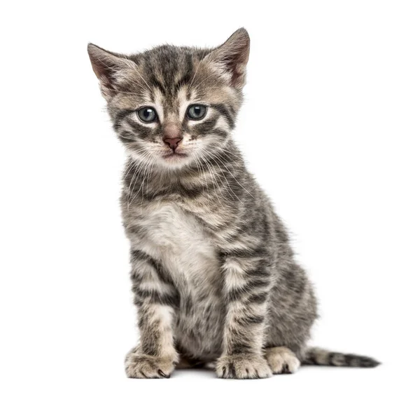 Americano Polydactyl gatito sentado, aislado en blanco — Foto de Stock