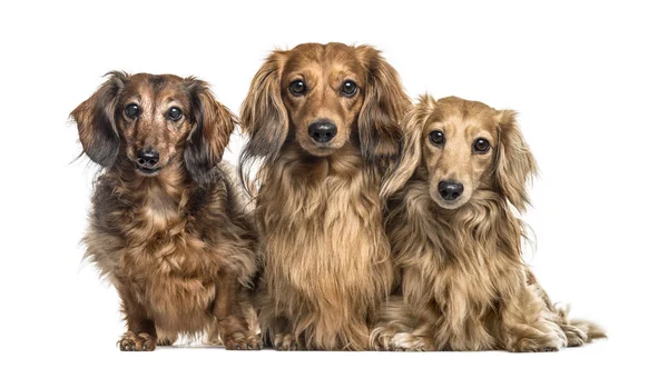 Dachshund köpekler yan yana oturan, üzerinde beyaz izole
