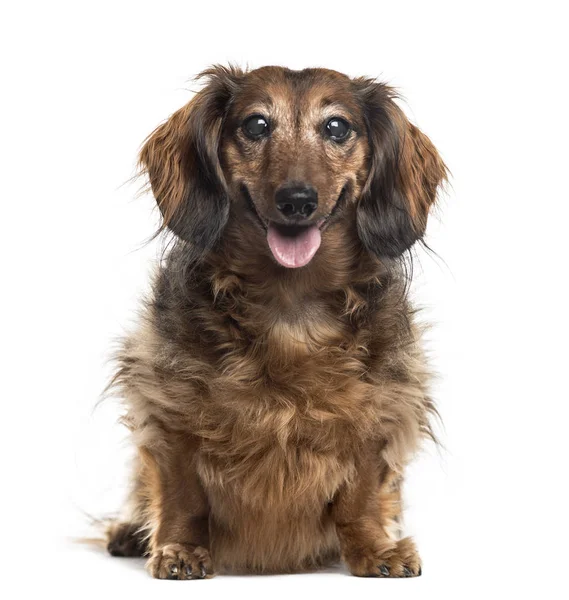 Dachshund assis, isolé sur blanc — Photo