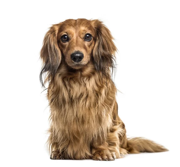 Dachshund sentado, aislado en blanco —  Fotos de Stock