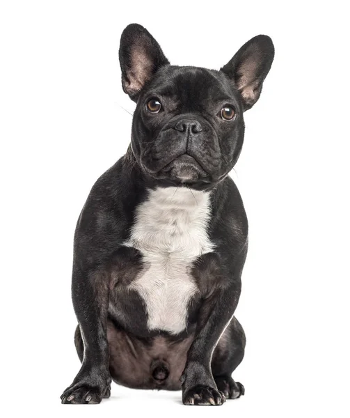 Französische Bulldogge sitzend, isoliert auf weiß — Stockfoto