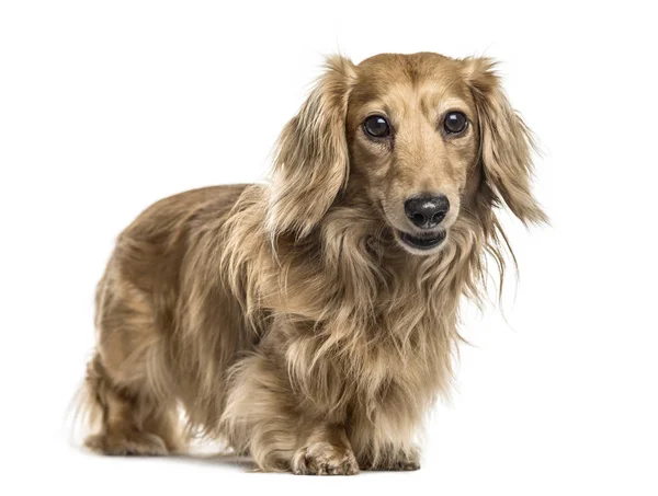 Dachshund debout, isolé sur blanc — Photo