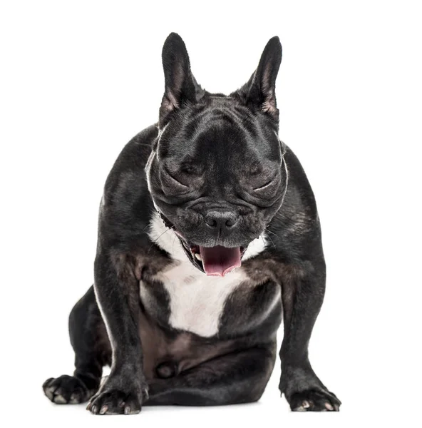 Bulldog francese seduto e sbadigliare, isolato su bianco — Foto Stock