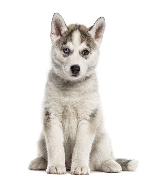 Oturmuş, üzerinde beyaz izole Sibirya Husky köpek yavrusu — Stok fotoğraf
